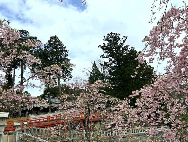 「福聚桜」以外にも多種の桜が楽しめる/呑山観音寺の桜
