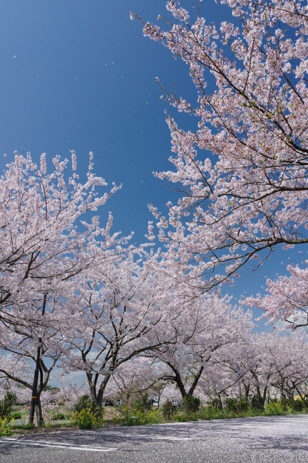 青空に映える満開の桜と広々した園路/ときわ公園の桜