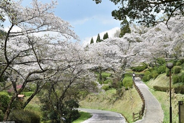 遊歩道や登山コースが整備されている/大津山公園の桜