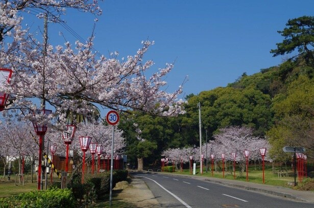 道路の両サイドで桜を観賞できる/県立琴弾公園の桜
