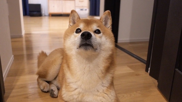 「パパ、夜中にどこ行くの?」と不安そうなはちくん