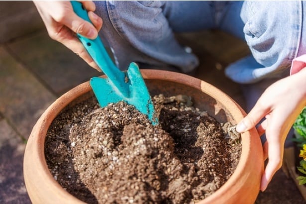 本格的に暑くなる前にガーデニングや植え替えを