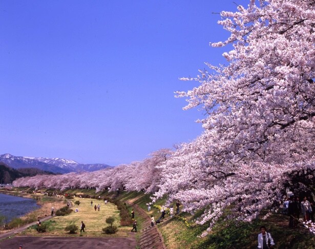桧木内川堤を満開の桜が彩る/桧木内川堤の桜