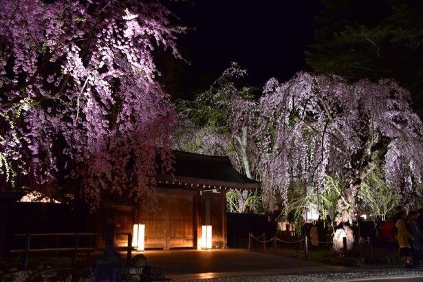 角館武家屋敷通りのしだれ桜がライトアップされる/角館武家屋敷通りの桜