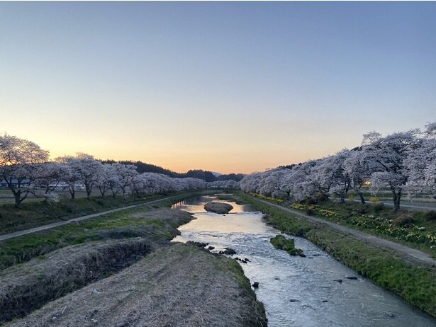 春の訪れを喜ぶかのように、夏井川両岸の桜がいっせいに咲き誇る/夏井千本桜