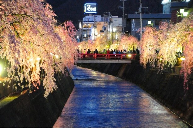 ライトアップされたしだれ桜/倉津川しだれ桜