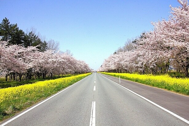 桜と菜の花のコントラストが春らしい/桜・菜の花ロードの桜