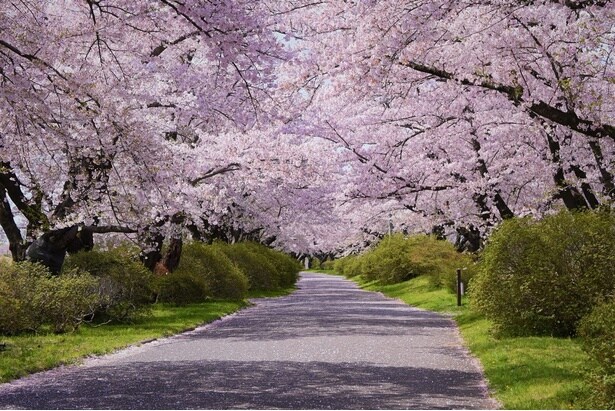 樹齢90年を超える桜の並木を散策できる/北上展勝地の桜