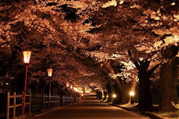 満開の桜のトンネルになる桜坂/岳温泉の桜