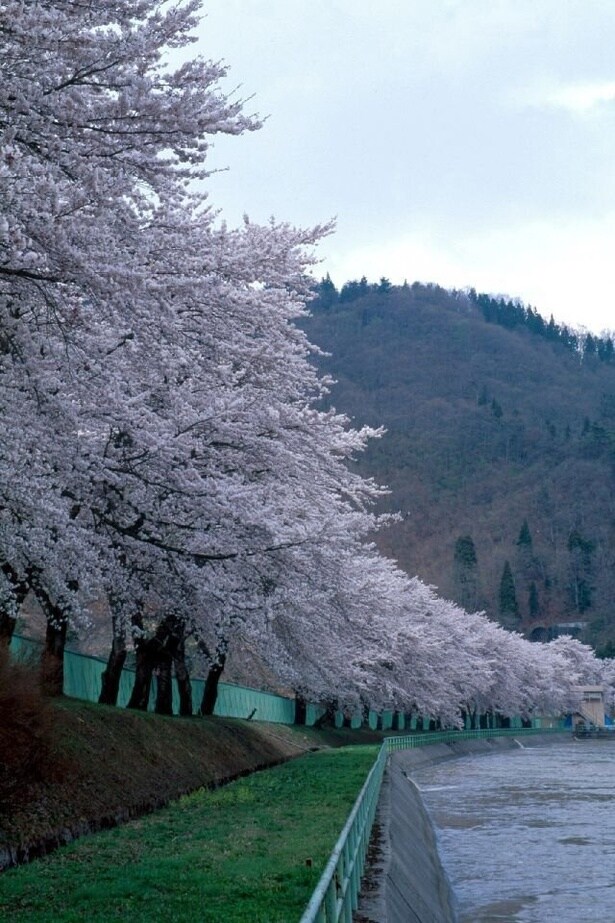 公園からダム水面に映る桜を一望/飯山西大滝ダムの桜