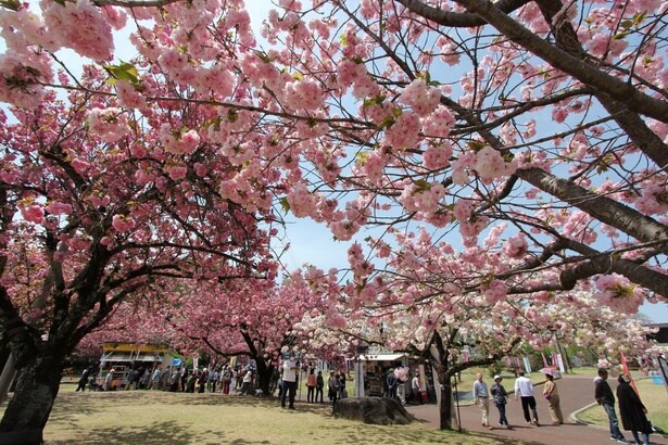 会場内の花広場では「花まつり」期間中、市内商店の出店がある/天平の丘公園の桜