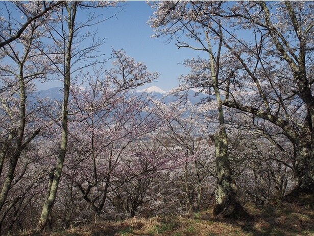 桜と常念岳(光城山山頂付近)/光城山の桜