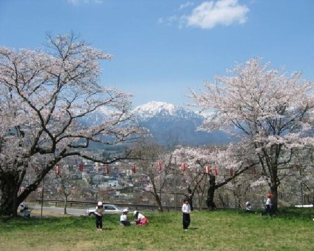 桜の木の間から雄大な北アルプスがみられる/大町公園の桜