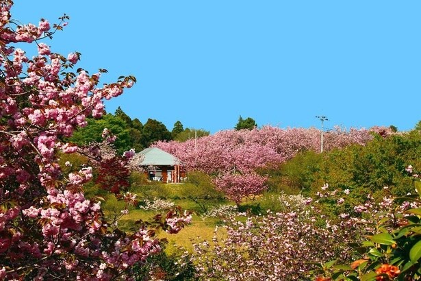 「日本さくら名所100選」にも選ばれた八重桜の名所/静峰ふるさと公園の桜