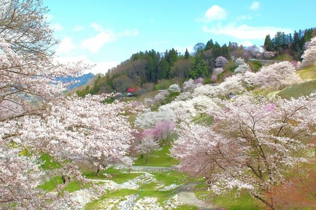 360度の大パノラマ/東山夢の郷公園(夢農場)の桜