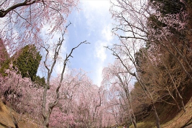 しだれ桜の並木道は圧巻のひと言に尽きる/世羅 甲山ふれあいの里の桜