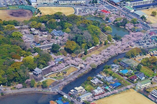 広い敷地の各所で見られる桜/大村公園(大村神社)の桜