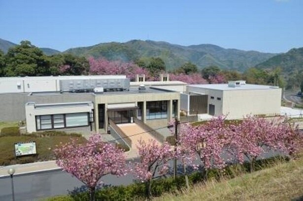 2種類の桜で2度の見頃を楽しめる/引揚記念公園の桜