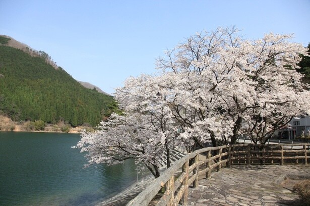 湖畔の遊歩道沿いに咲く桜と静かな水辺/音水湖(引原ダム)周辺の桜
