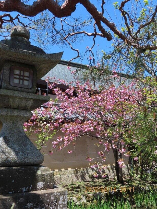 境内で可憐な八重の花を開く/梅宮大社の桜