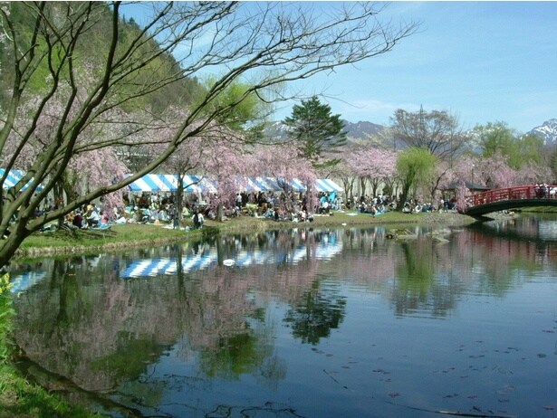 山の緑と桜のピンクのコントラストが美しい/湯沢中央公園の桜