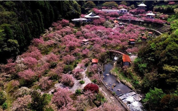 雲海のように広がる一心寺の八重桜の群れ/不動尊一心寺の桜