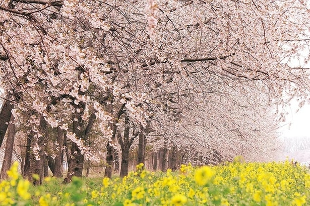 今週末に見頃の桜が楽しめそうな全国のお花見名所(4月18日・19日)