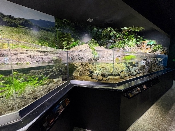 黒潮の水流をそのまま再現