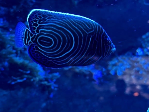 神秘的な深海魚