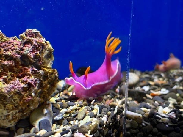  ファッショナブルなウミウシ