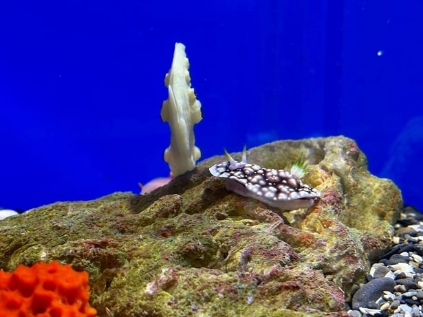 館内でも人気のウミウシ