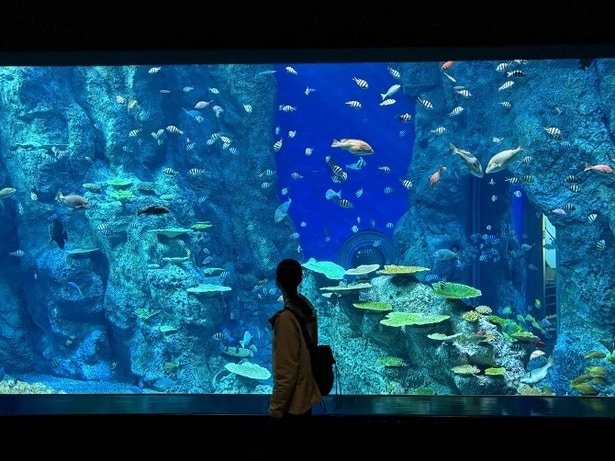 ウミガメ、カワウソ、ウミウシに深海魚も…！高知県の足摺海洋館「SATOUMI」で南の海の生き物たちに出合う旅