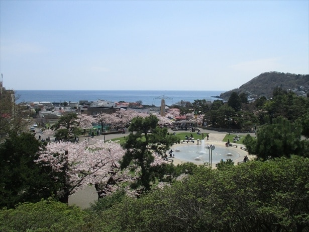 明治山から津軽海峡等を望む/函館公園の桜