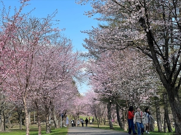 豊かな自然の中に桜が咲き誇る/帯広市緑ケ丘公園の桜