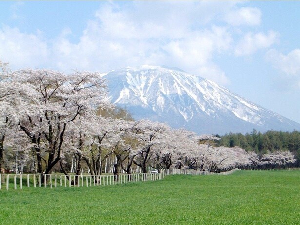 雪の残る山と桜のコントラストが美しい/小岩井農場の桜