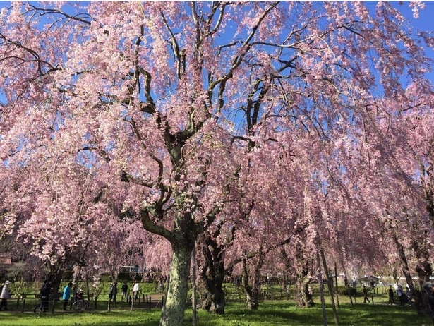 浄水場敷地内に咲き誇るヤエベニシダレヒガンザクラ/米内浄水場の桜
