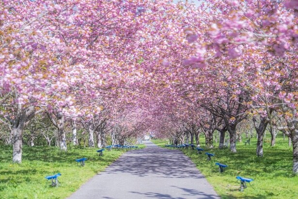 約700本の桜並木を夜桜でも楽しめる/羅生門さくら公園の桜