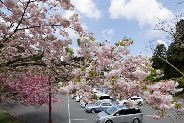 桜と比叡山ドライブが楽しめる/奥比叡・延暦寺境内の桜