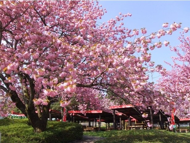 八重桜「関山」は例年5月上旬が見頃/伊香保グリーン牧場の八重桜