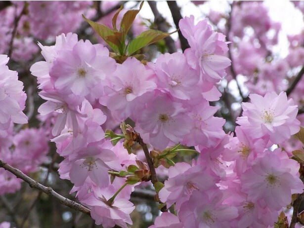 ソメイヨシノや八重桜、約1000本もの桜が咲く/弥彦公園(遅咲き)の桜