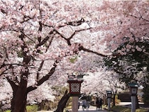 今週末に見頃の桜が楽しめそうな全国のお花見名所(4月25日・26日)