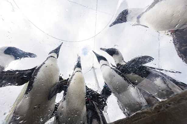 設置されたドームから顔を出せば、間近にペンギンを観察することもできる