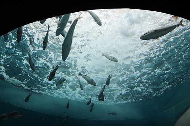 激しい流れの下で、力強く泳ぐ魚たちにも注目