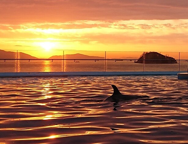 夕陽と「海豚プール」