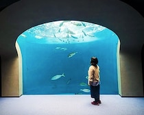 四国観光で立ち寄りたい！瀬戸内の絶景×アート×生きものに癒やされる「四国水族館」の魅力