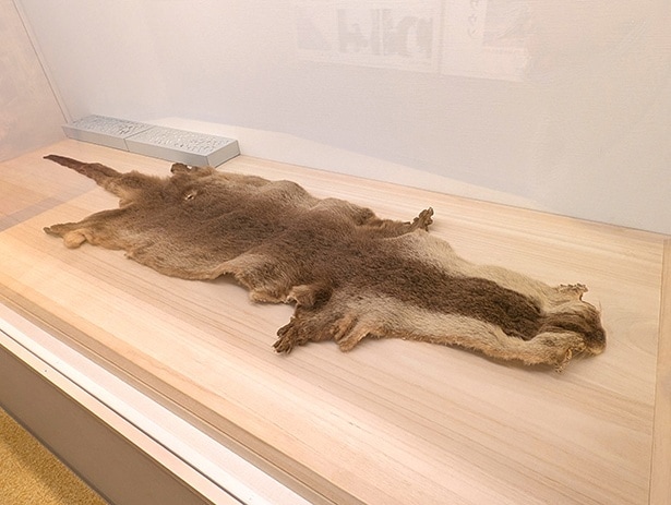 特徴から、ニホンカワウソの可能性が高いとされる毛皮。捕獲場所が不明のため、学術的には推定とされる