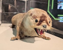 「ニホンカワウソはまだいる？」最後の目撃から約半世紀の“未解決ミステリー”に迫る展覧会が四国水族館で開催