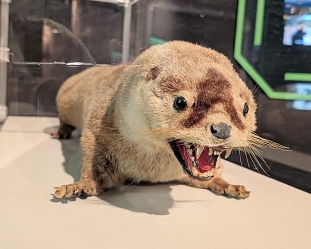 「ニホンカワウソはまだいる？」最後の目撃から約半世紀の“未解決ミステリー”に迫る展覧会が四国水族館で開催