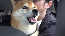 柴犬・はちくん、健康診断を受ける！その後、はちくんを襲った“まさかのお知らせ”