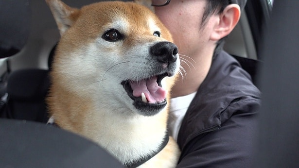 柴犬・はちくん、健康診断を受ける！その後、はちくんを襲った“まさかのお知らせ”
